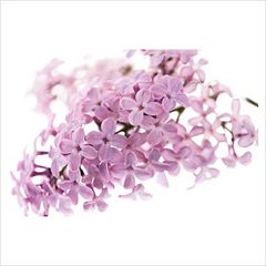 Immagine profilo di fioridi-lilla